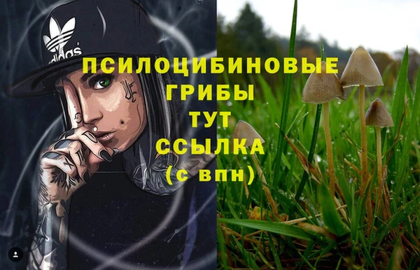 стаф Кодинск